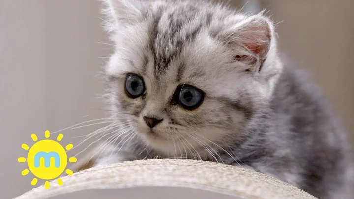 Video 10533641: british hair cat, house british, fluffy british, cat learning, cat living, kitten