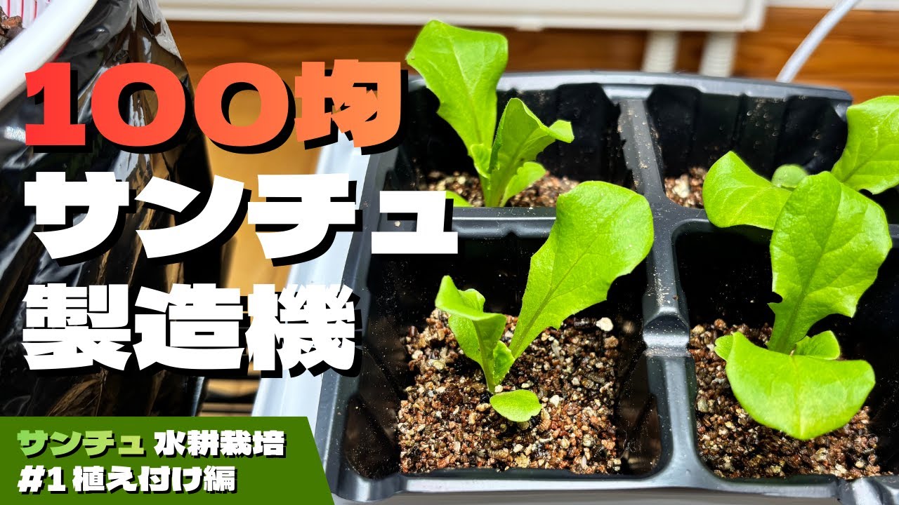 【水耕栽培】初心者でも簡単！サンチュ、最速育成ガイド