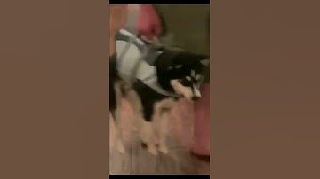 😂😂when you are too lazy to walk 😂😂🐕#shorts #comedy #tiktok