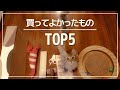 【猫グッズ】生後2ヶ月、買ってよかったものBEST5！子猫をお迎えするときに買ったもの【amazon/楽天】