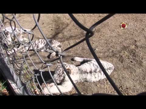 1 66 ზოოპარკის თეთრი ვეფხვი