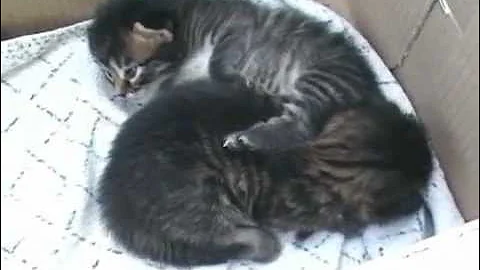 Watch the video about Siberian Kittens