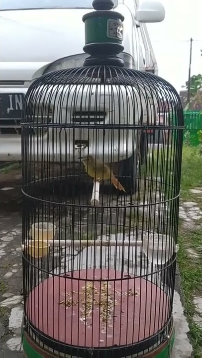 brinji rambut tunggir kuning