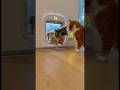 #funny #cat #cute FurRealChaosg 🌧️🥶