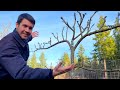 How Far Apart did I Plant My Fruit Trees #shorts #shortvideo #fruit #fruittrees #plants #planting