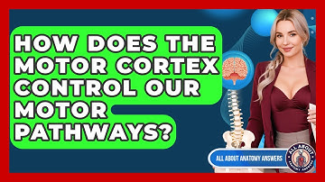 How Does The Motor Cortex Control Our Motor Pathways? - All About Anatomy Answers