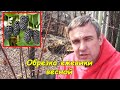 Обрезка ежевики весной