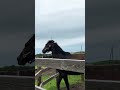 日常茶飯事なローズキングダムとタニノギムレットの併せ馬
