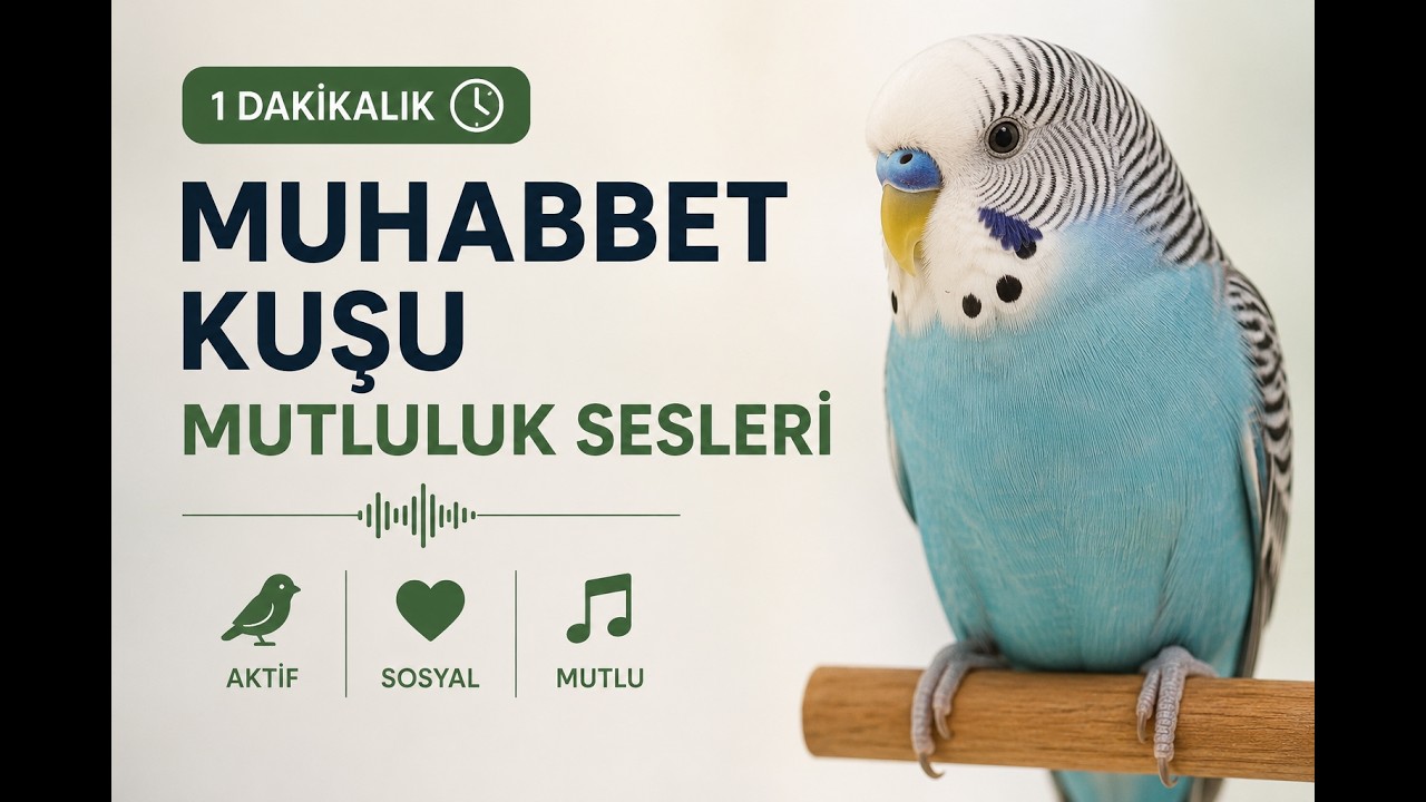 🔥 1 Dakikalık Muhabbet Kuşu Terapisi – Mutluluk ve Sosyalleşme Sesleri