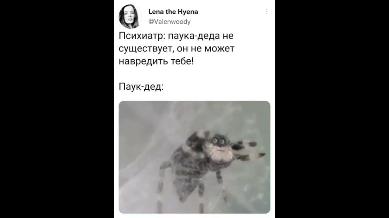 паук дед - YouTube