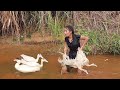 In forest, Catching  and cooking duck using wild recipe &amp; Eating Delicious