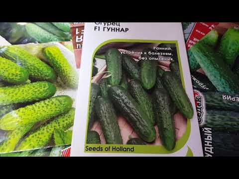 Огурец ГУННАР. 100% обеспечены урожаем! Семена Голландии. #3# Огурец ГУННАР. 100% обеспечены урожаем! Семена Голландии. #3#