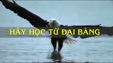 CÂU CHUYỆN VỀ ĐẠI BÀNG VÀ 150 NGÀY LỘT XÁC!