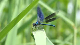 Weidebeekjuffer Calopteryx splendens