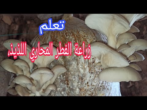 فيديو: كيف تقلى فطر المحار