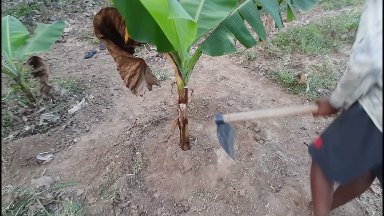 Care for the banana,coconut tree and processing to retain moisture