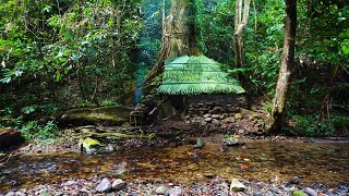 Full Video 22 Days Solo Bushcraft. Live and bushwalk in the rainforest, Bushcaft Survive.