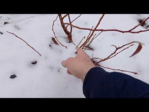 Efekty prawidłowego przycięcia czarnej porzeczki zaraz  po  posadzeniu.