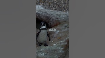 سورة لقمان #قرآن #quran #تلاوة_خاشعة