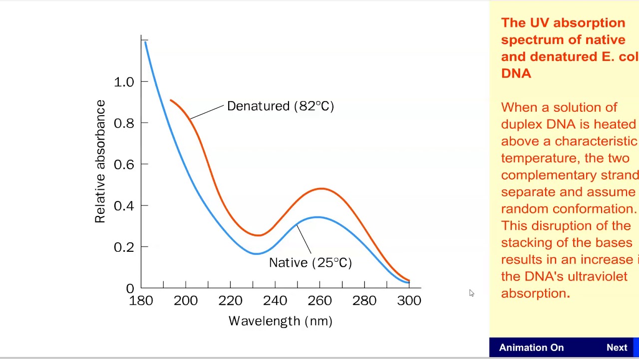 DNA UV Absorption YouTube DNA UV Absorption YouTube
