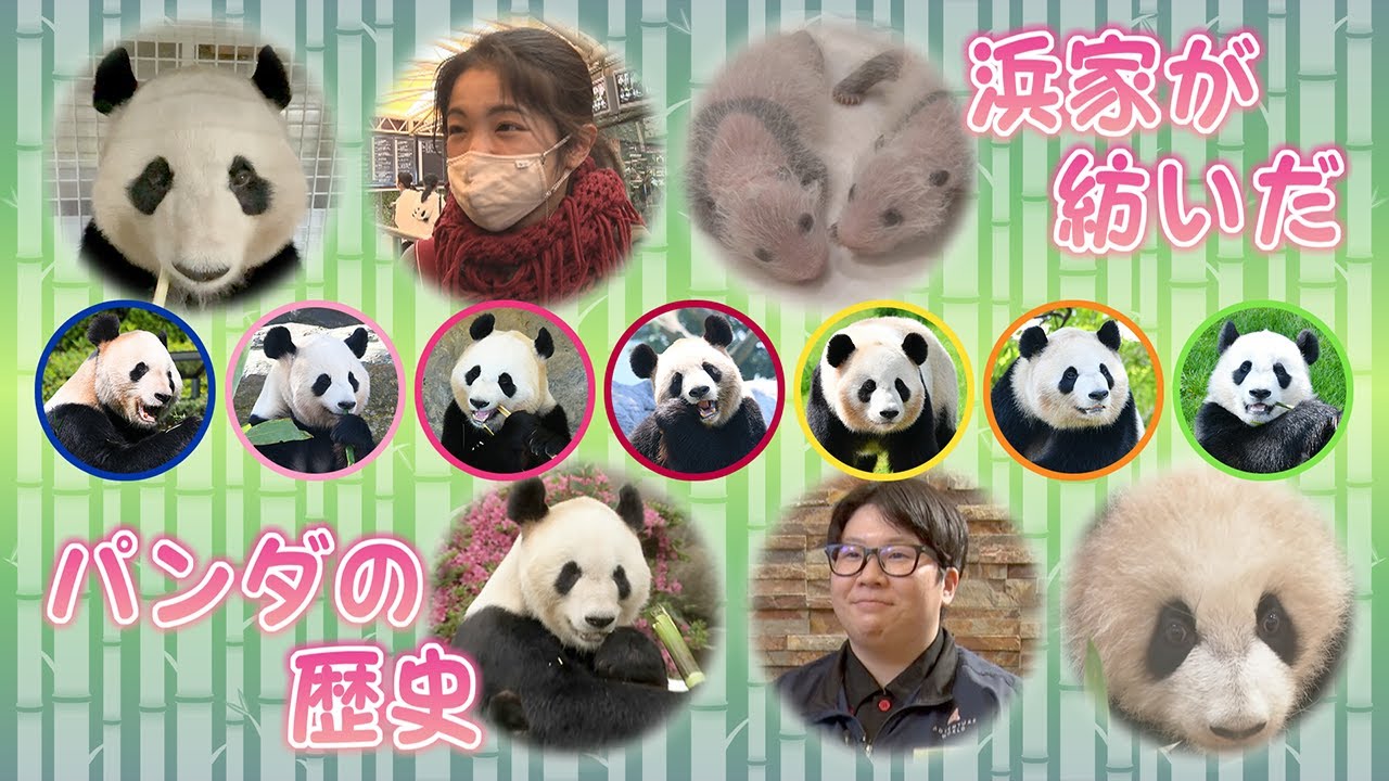 『浜家が紡いだパンダの歴史🐼』 アドベンチャーワールドのパンダたち  #9 【BS11】