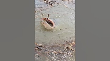 Con cá khổng lồ ẩn nấp ở nơi ít ai ngờ tới #cacconvat #docla #fishing