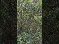 🍊🌳miren este hermoso palo de naranjas #campo #plantas #viralvideo#naranja