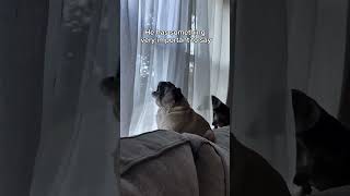 Silly Things Dogs Do