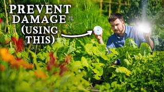 Natural PEST CONTROL Tricks for Vegetable Garden Success screenshot 4