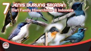 BURUNG SIKATAN // 7 JENIS DARI GENUS MYAGRA FAMILY MONARCHIDAE.