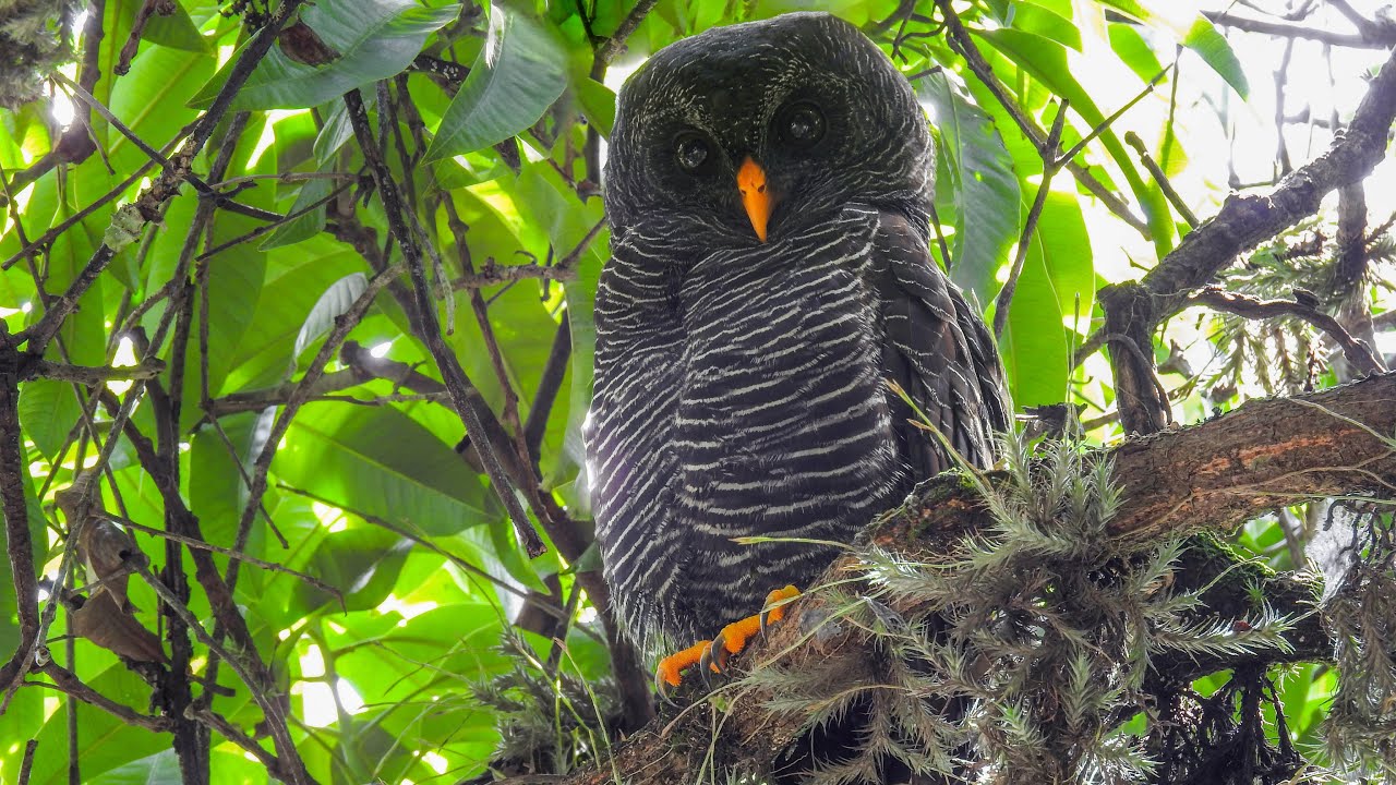 Strix huhula - Black-banded Owl - Coruja-preta - YouTube
