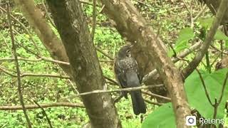 A sweet little bird outside of my window ❤