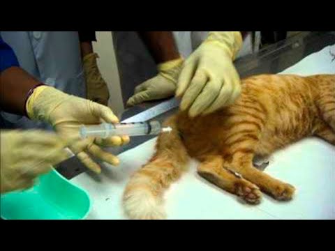 Vídeo: O Veterinário Que Matou Um Gato Com Arco E Flecha é Suspenso Por Um Ano