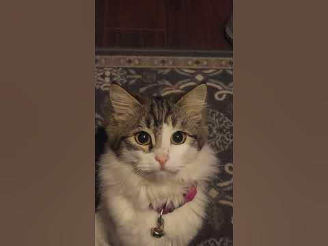 kytie 8