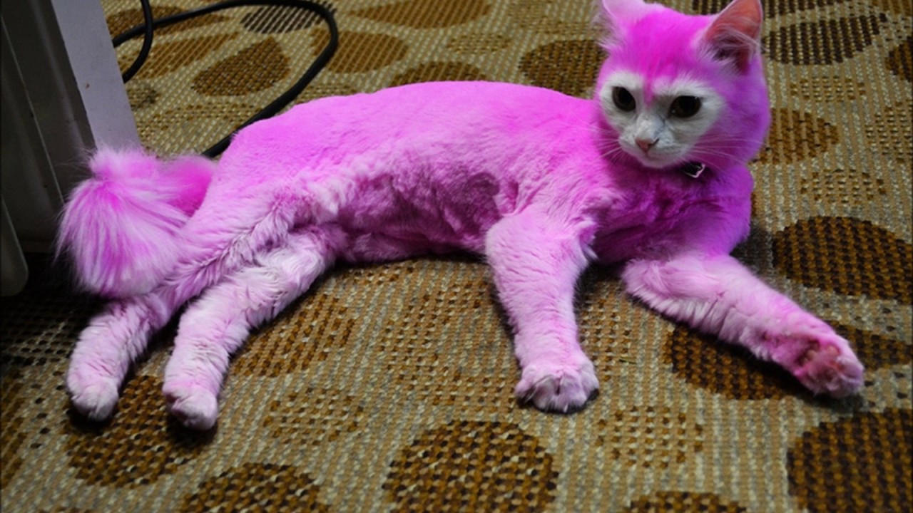 Гламурная киса - 12 фото Гламурная киса - 12 фото