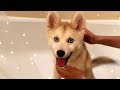 We Got A NEW Pomsky Puppy! Surprising Brothers With Puppy Vlog!