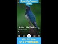 Spotify Canvas動画 活用事例 | Wild Bird Japan『さえずり野鳥図鑑』全トラック対応 | 鳴き声をBGMに鳥の映像もループ再生