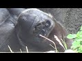 動物園チャンネル　ニシローランドゴリラ　千葉市動物公園　ZOOchannel　Gorilla　…