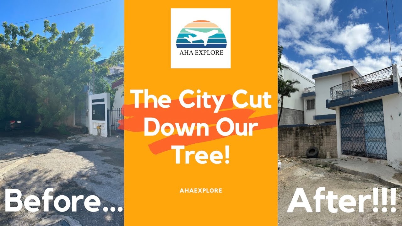 The City Cut Down Our Tree... Update on the Merida Mexico House. YouTube