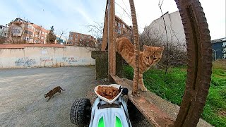 Food delivery for cats on the wall 🐈