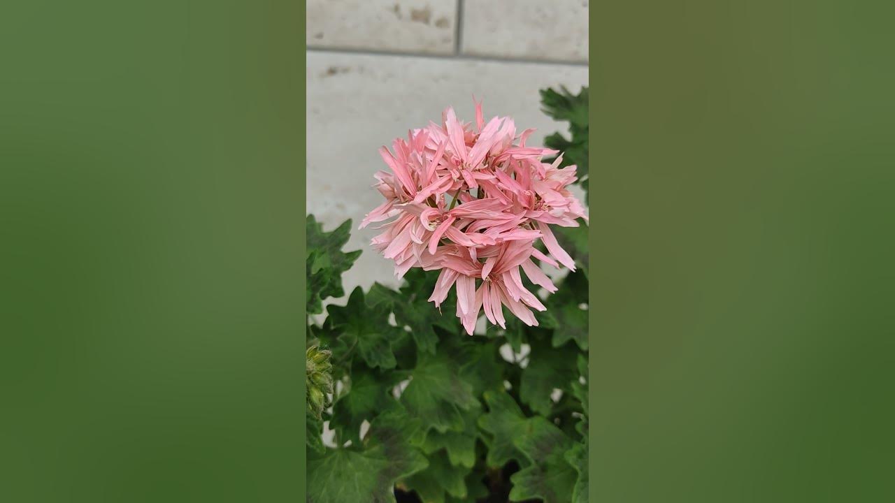 Пеларгония Стеллар, красотка - YouTube