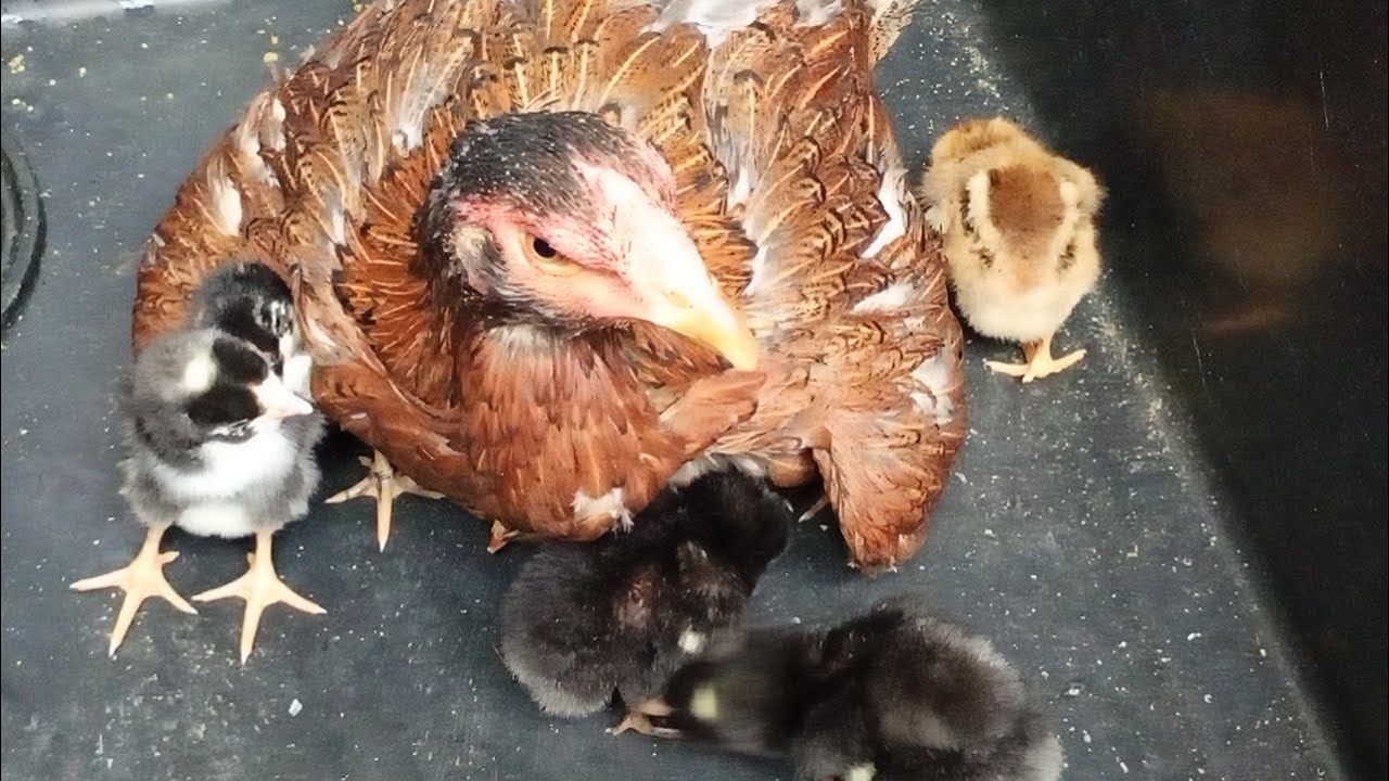MOSTRANDO O NASCIMENTO DOS PINTINHOS MUITO FELIZ COM RESULTADO 🥰🐓🐣🐤🐥
