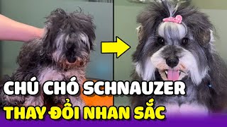 Quá trình thay đổi nhan sắc cực vất vả cho chú chó Schnauzer | Yêu Lu Official