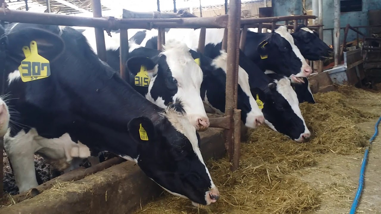 Korean Cow Farm