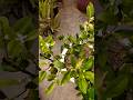 Kaagzi lemon plant🍋🌱🥰| नींबू को कैसे लगाए#gardening #trending #shorts #beautiful #fruit #nature#love