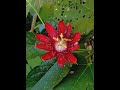 Lady Margaret Red passion flower time lapse