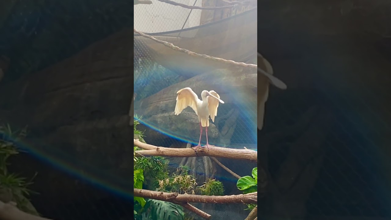 So colorful - reflection of sunlight from the wings 