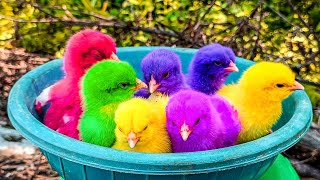 wadidaw ayam warna warni lucu, Dunia hewan lucu #12