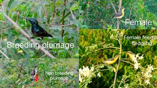 Purple Sunbird | Breeding plumage| Non breeding plumage