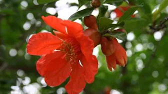 Beautiful Chinese Flowers Music - The Pomegranate Blossom Melody Beautiful Chinese Flowers Music - The Pomegranate Blossom Melody